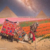 camel in a field of tulips by the pyramids in Egypt