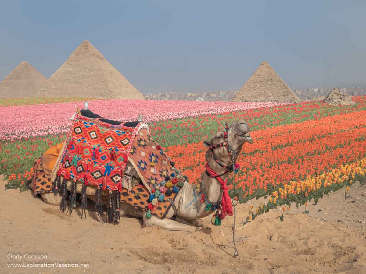 composite image of a camel with pyramids in a field of tulips