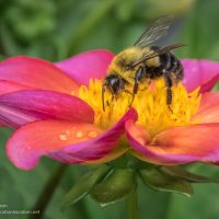 Bee and dahlia St Paul Camera Club - Cindy Carlsson