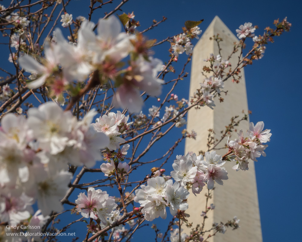 Cherry Blossoms at Washington Monument - Cindy Carlsson 
